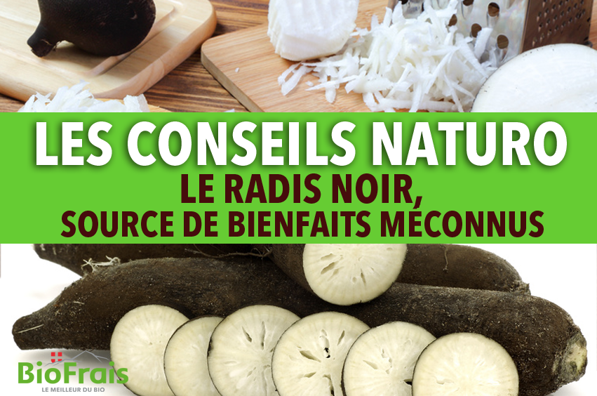 Les conseils Naturo : Le radis noir source de bienfaits méconnus