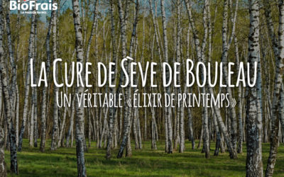 Tout savoir sur les bienfaits de la Cure de Sève de Bouleau 100% Naturelle