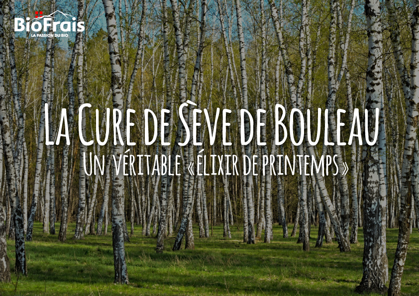 Tout savoir sur les bienfaits de la Cure de Sève de Bouleau 100% Naturelle