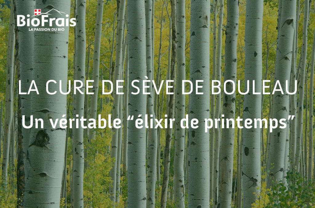 Cure de sève de bouleau fraîche : un élixir de printemps