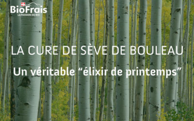 Cure de sève de bouleau fraîche : un élixir de printemps