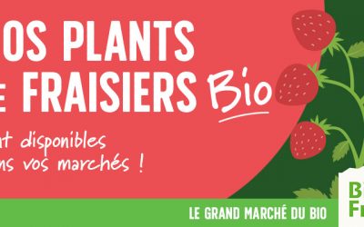Nos plants de fraisiers bio sont disponibles !