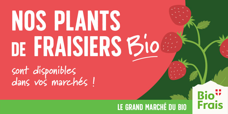 Nos plants de fraisiers bio sont disponibles !