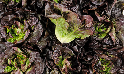 Pomme Granny Bio