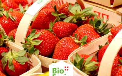 Les premières fraises françaises bio sont arrivées !